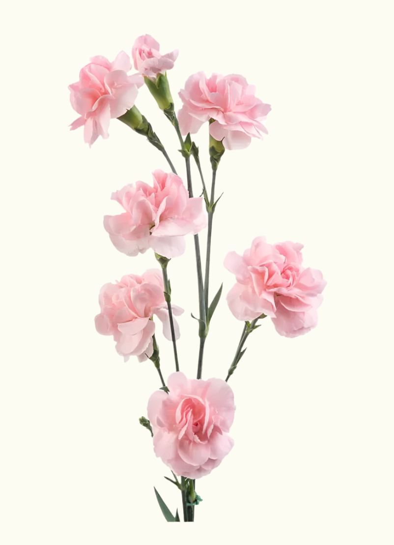Mini Carnation