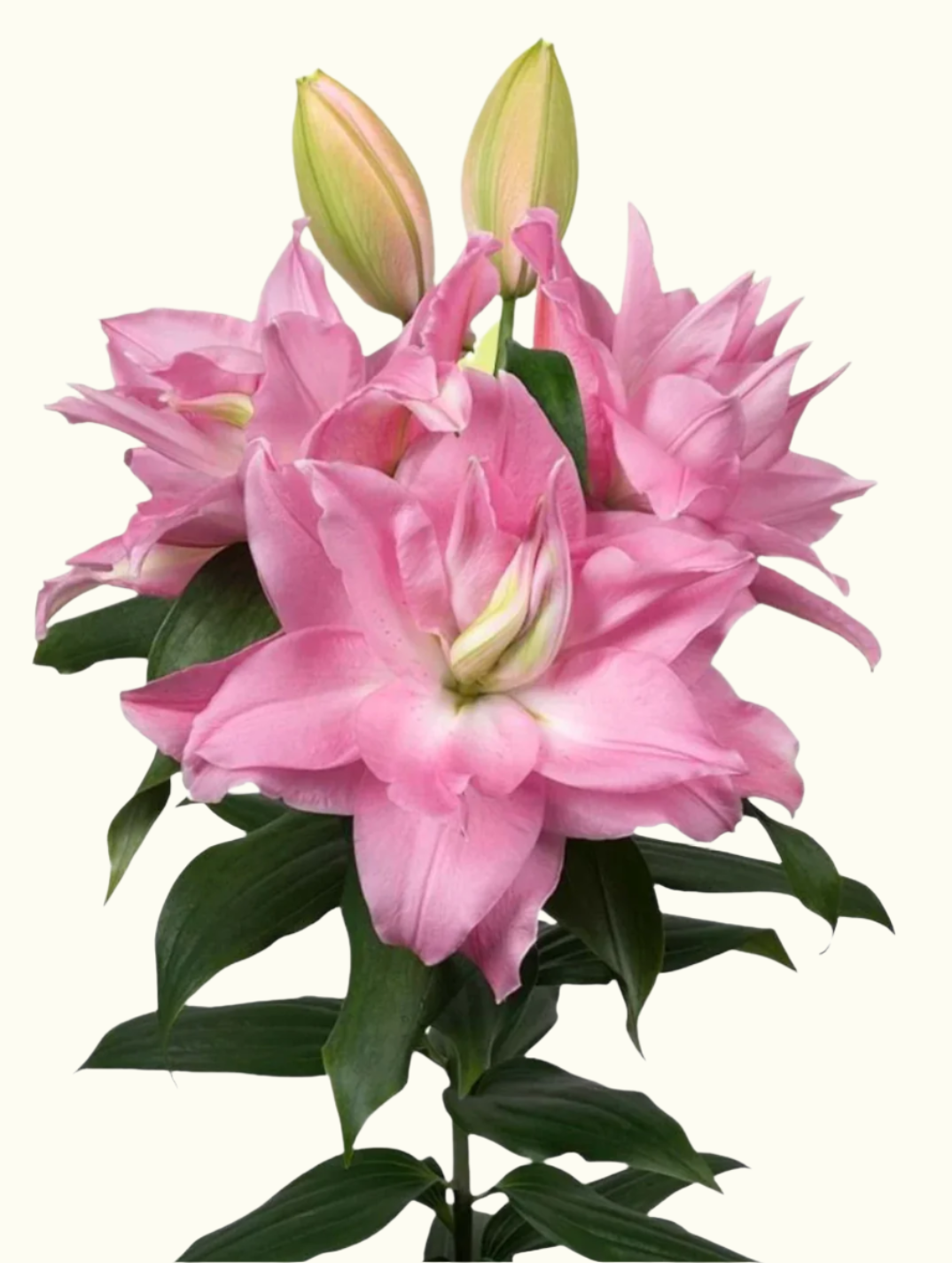 Rose Lilies