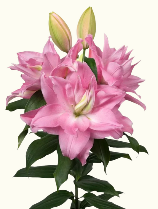 Rose Lilies