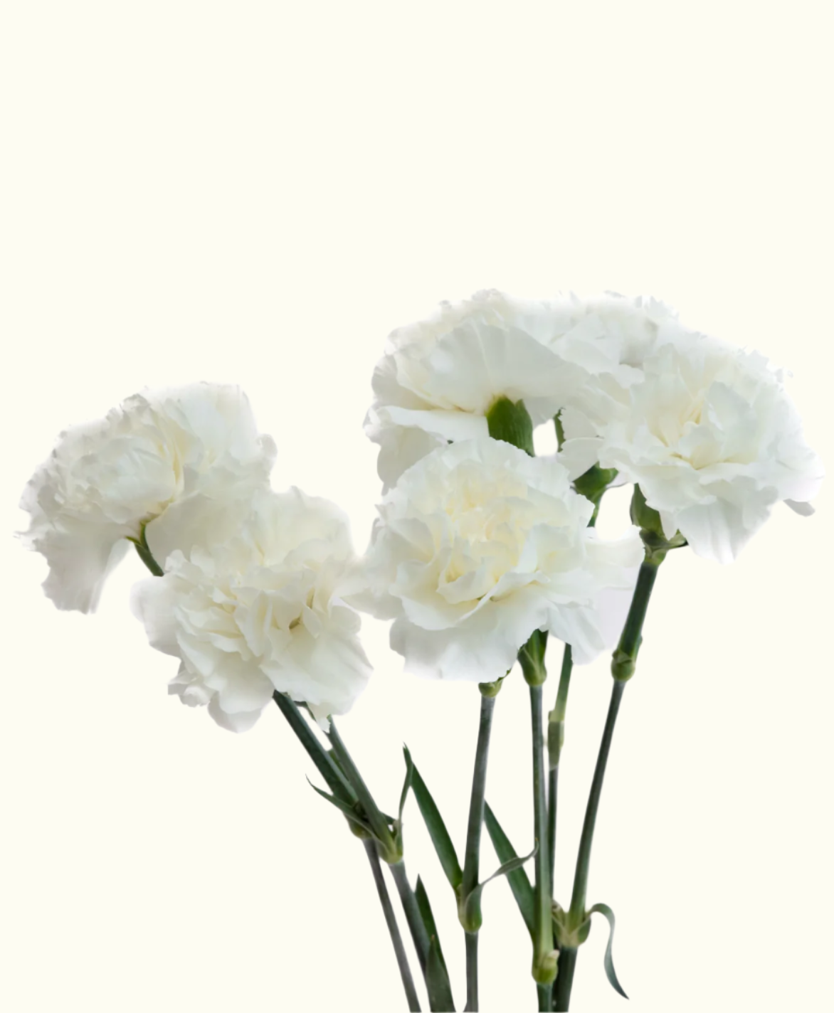 Carnations