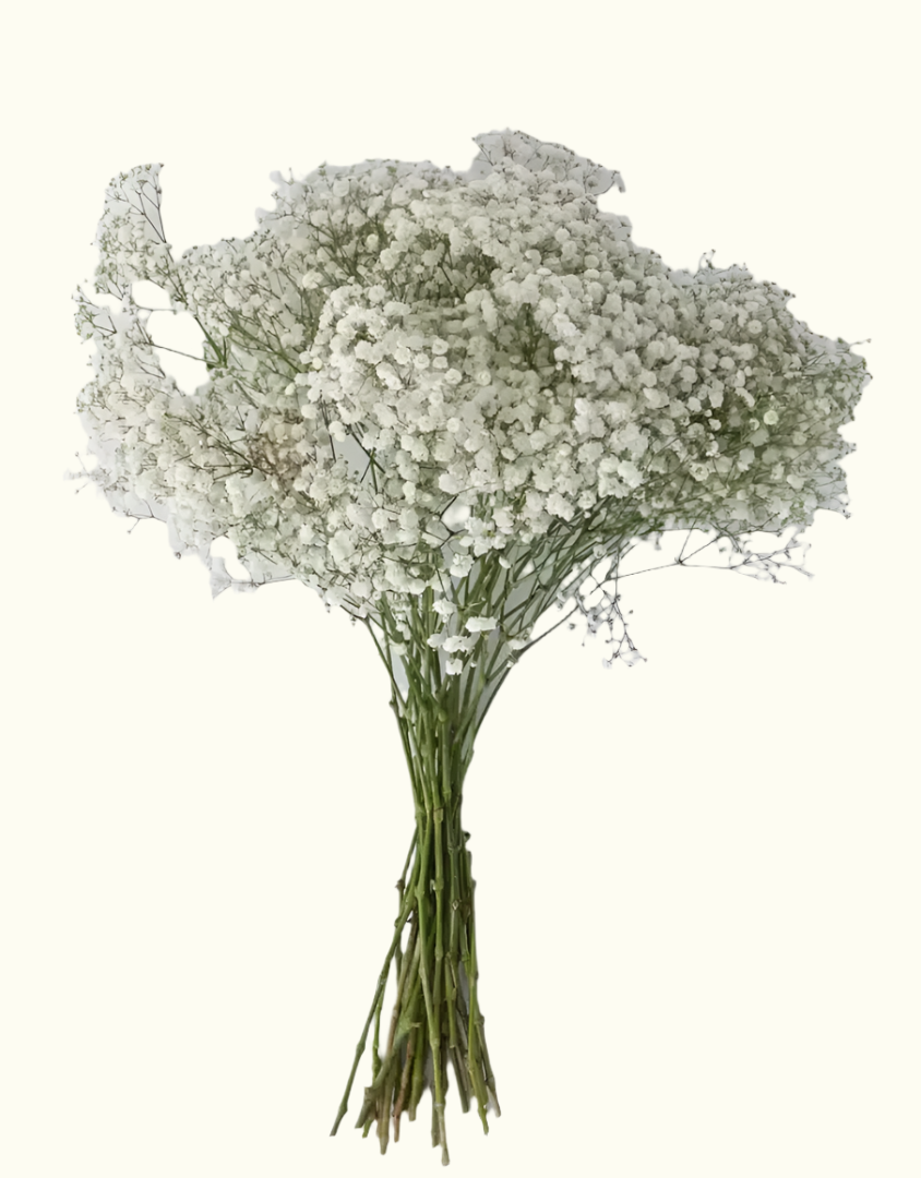 Baby Breath