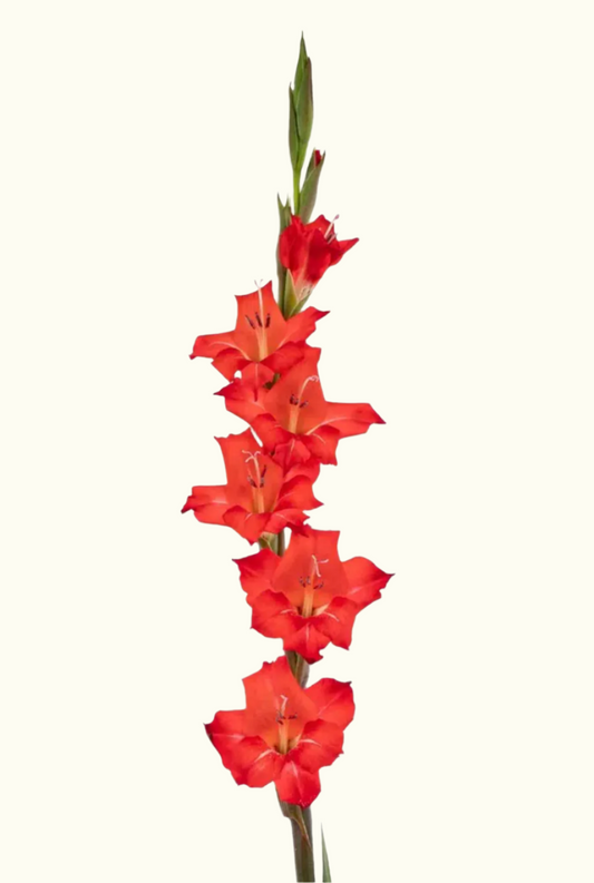 Gladiolus