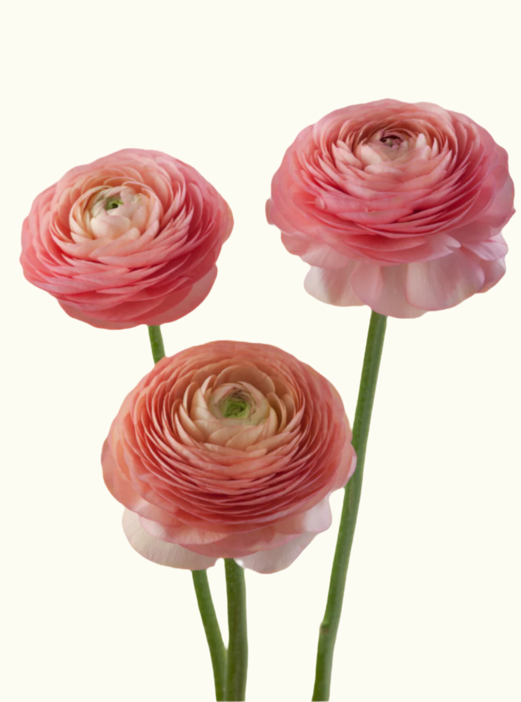 Ranunculus