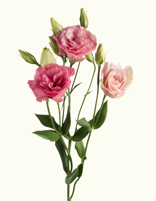 Lisianthus/ Japanese Rose