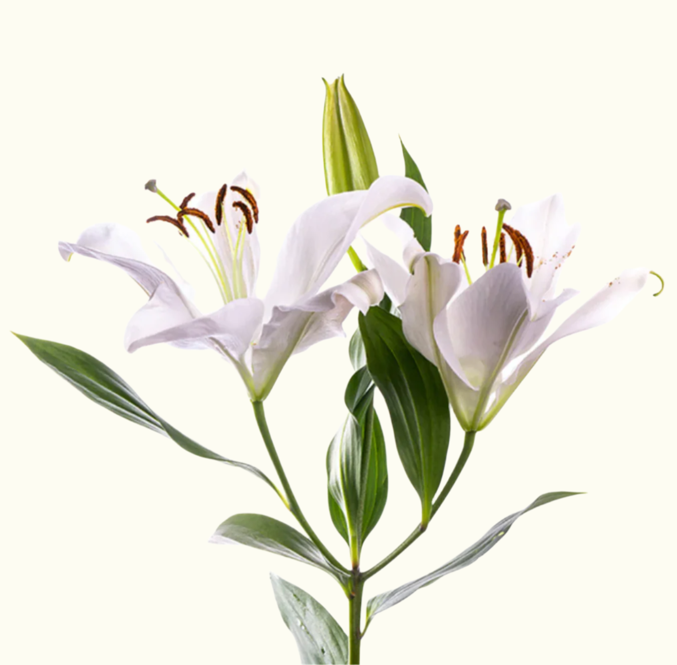 Oriental Lilies